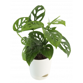 MyFirstPlant
